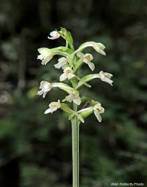 Platanthera_clavellata