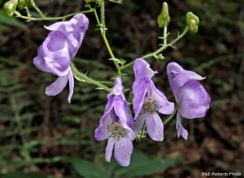 MonksHood