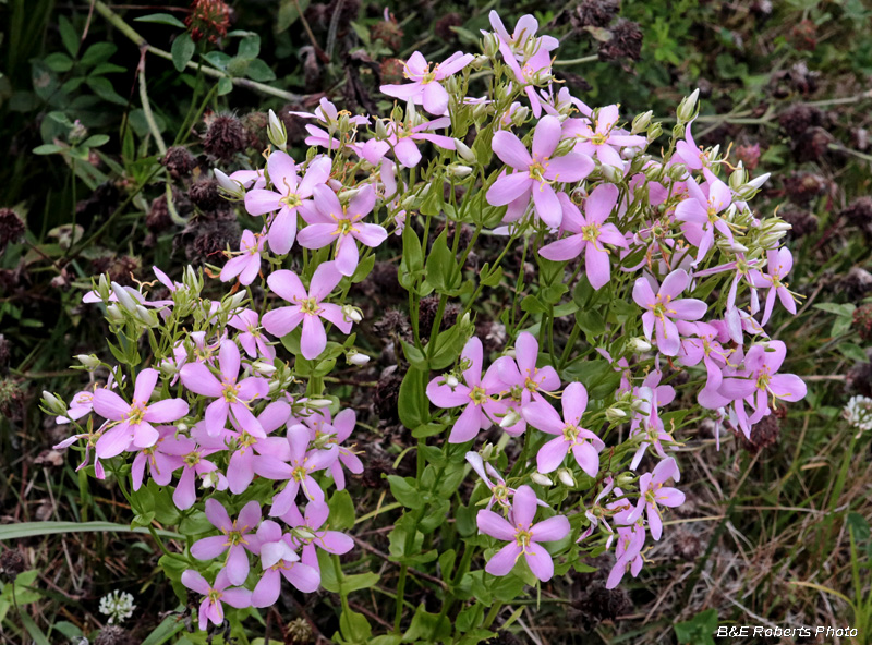 Sabatia_angularis