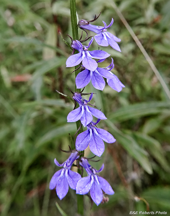 Lobelia