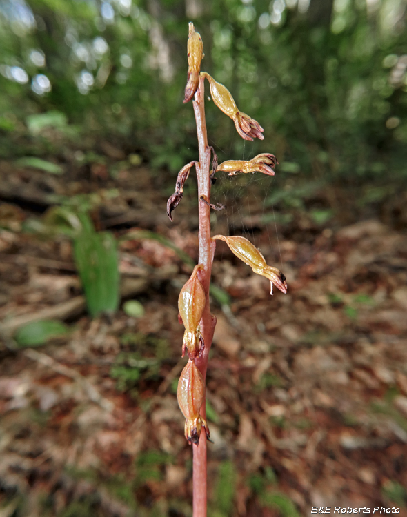 Coral_root_orchid