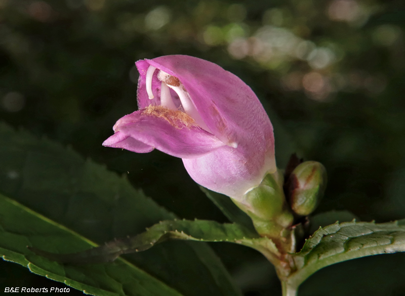 Chelone_obliqua