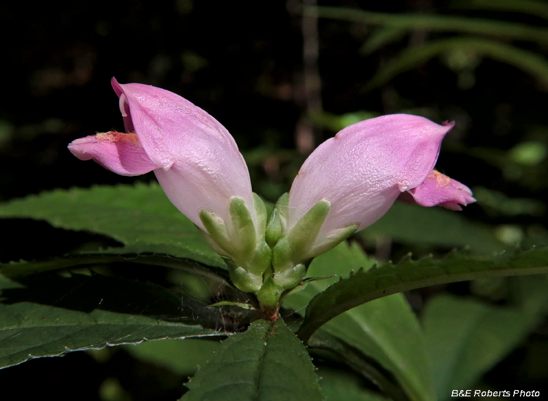 Chelone_obliqua