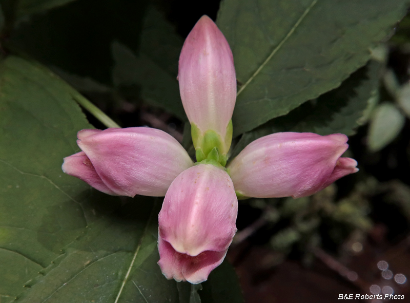 Chelone_obliqua