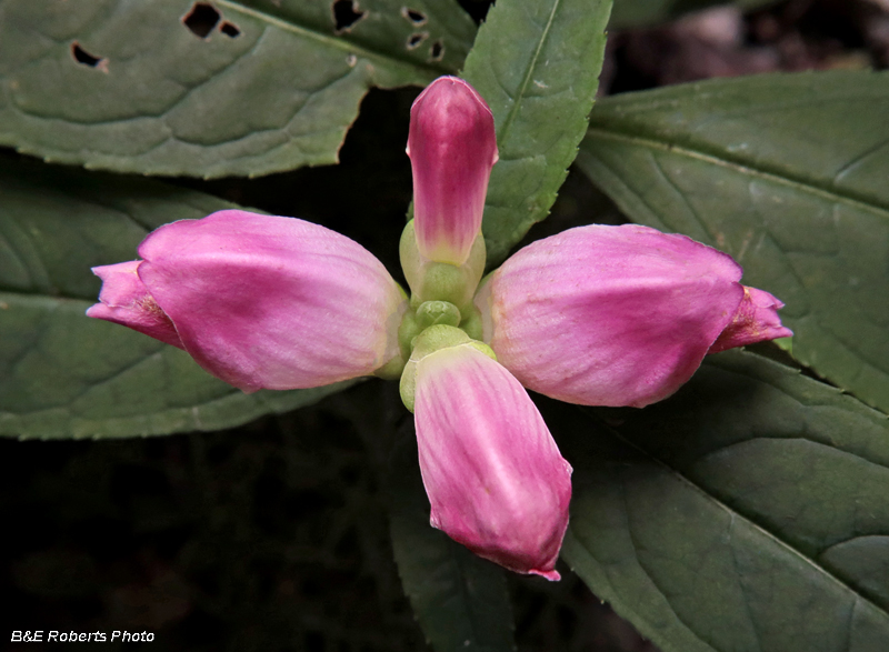 Chelone_obliqua