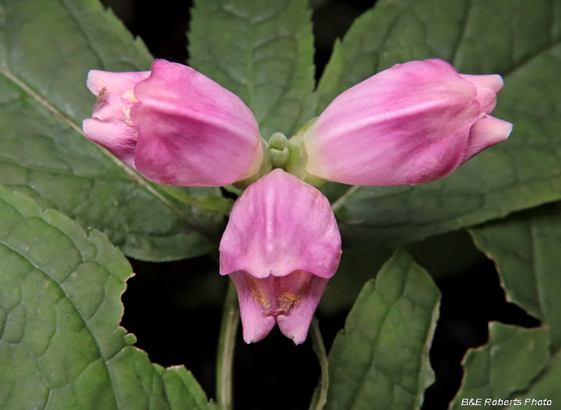 Chelone_obliqua