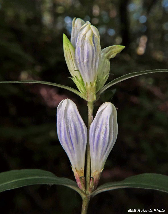 Gentiana-decora