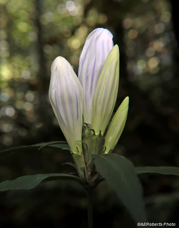 Gentiana-decora