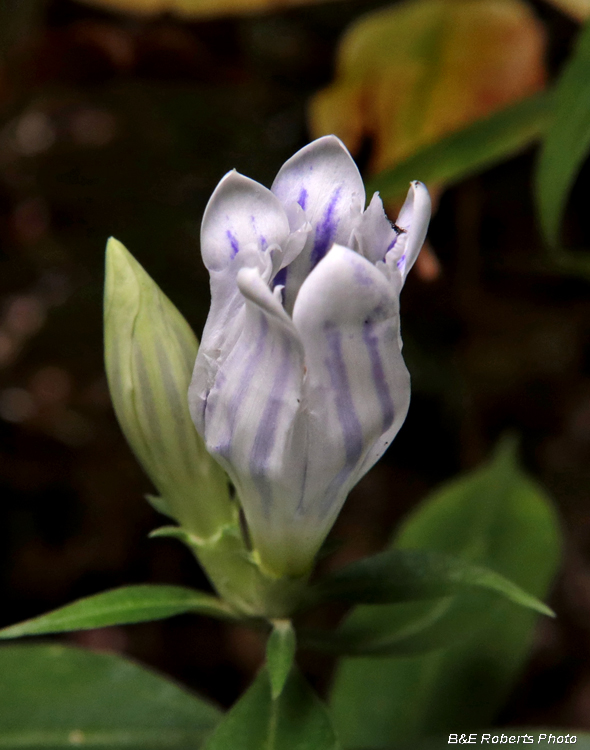 Gentiana-decora