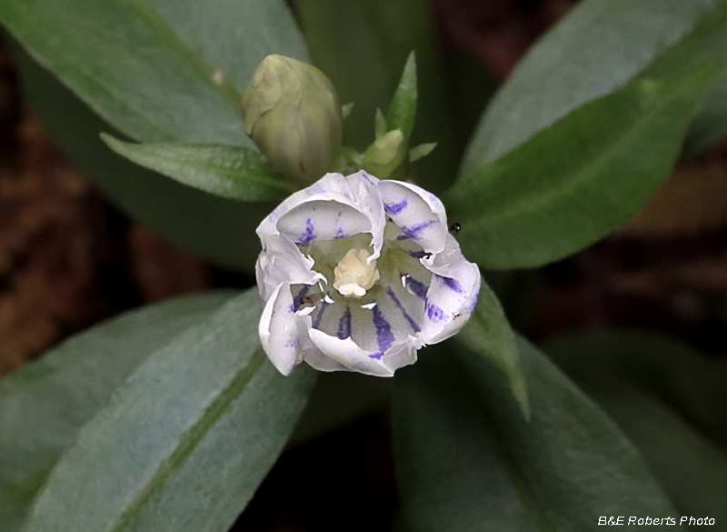 Gentiana-decora