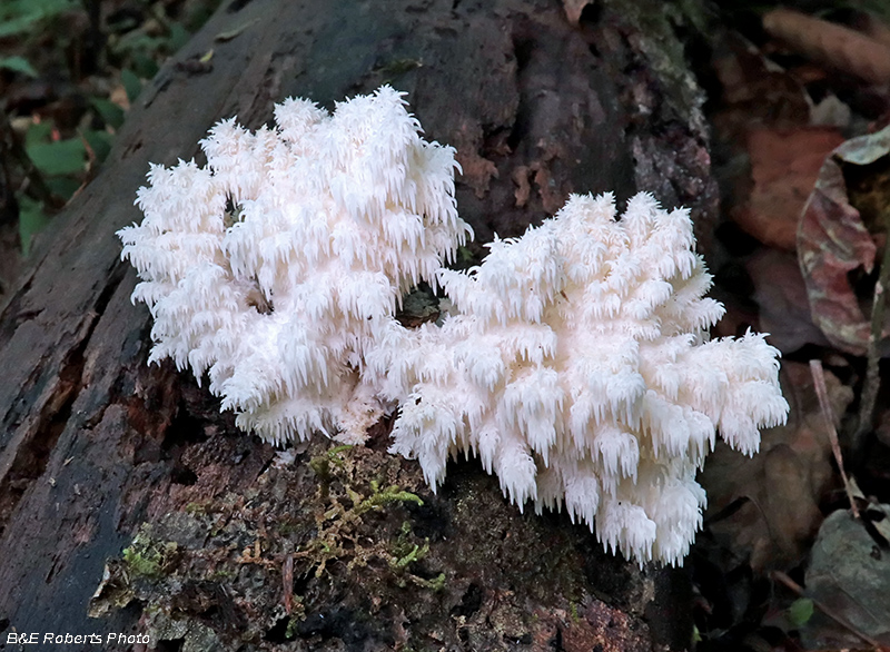 Hericium