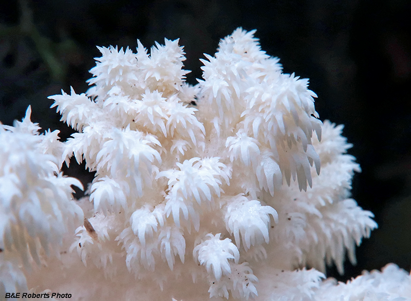 Hericium