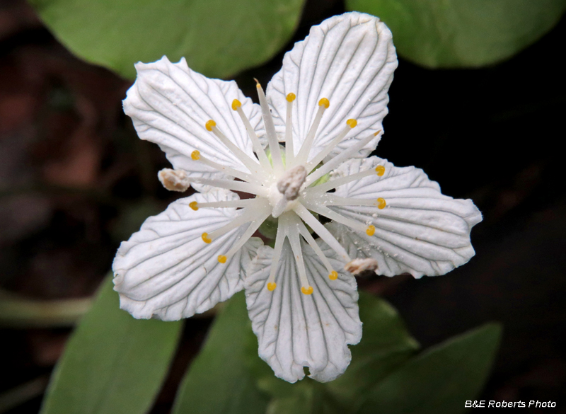 Parnassia_asarifolia