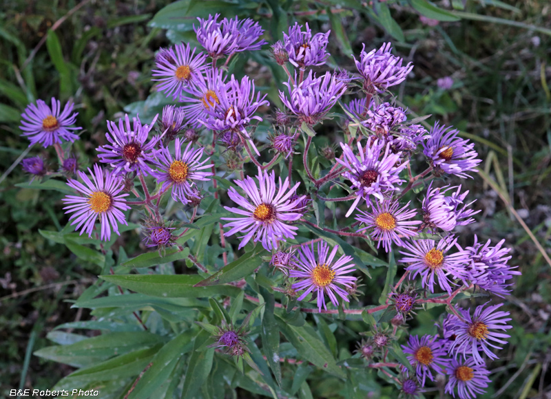 Asters