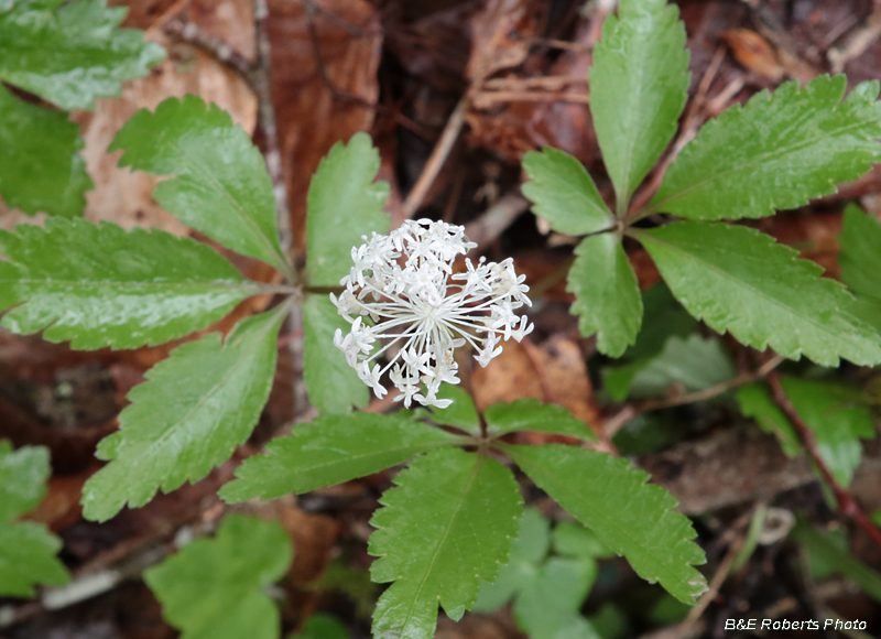 Dwarf_Ginseng