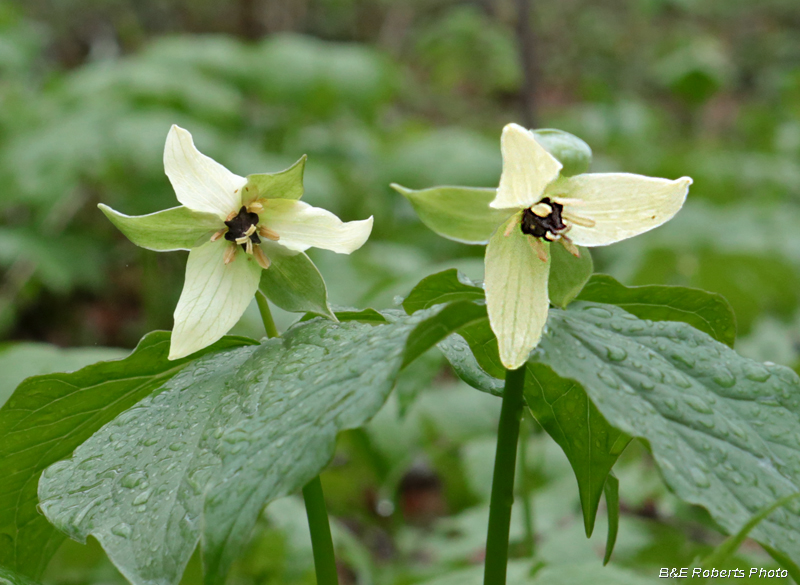 Trillium_erectum