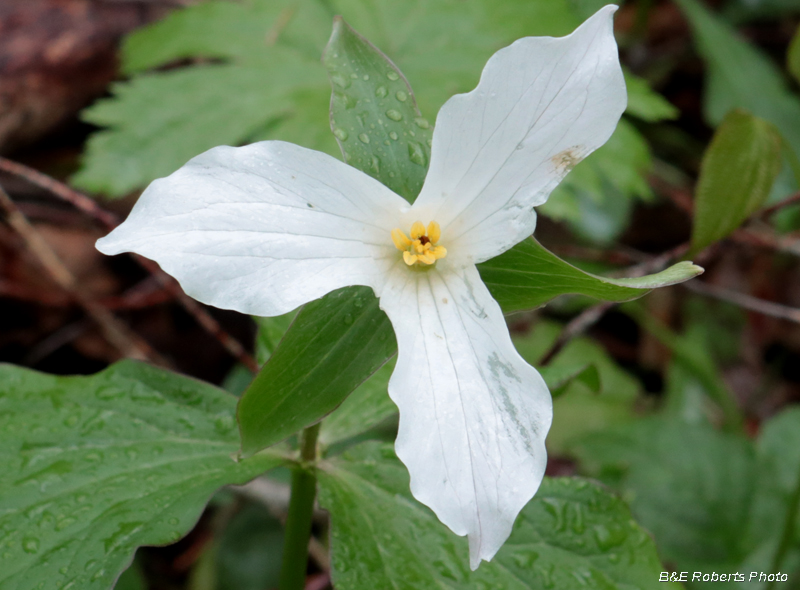 Trillium_grandiflorum