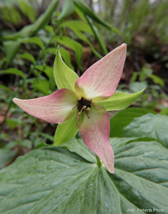 Trillium_erectum