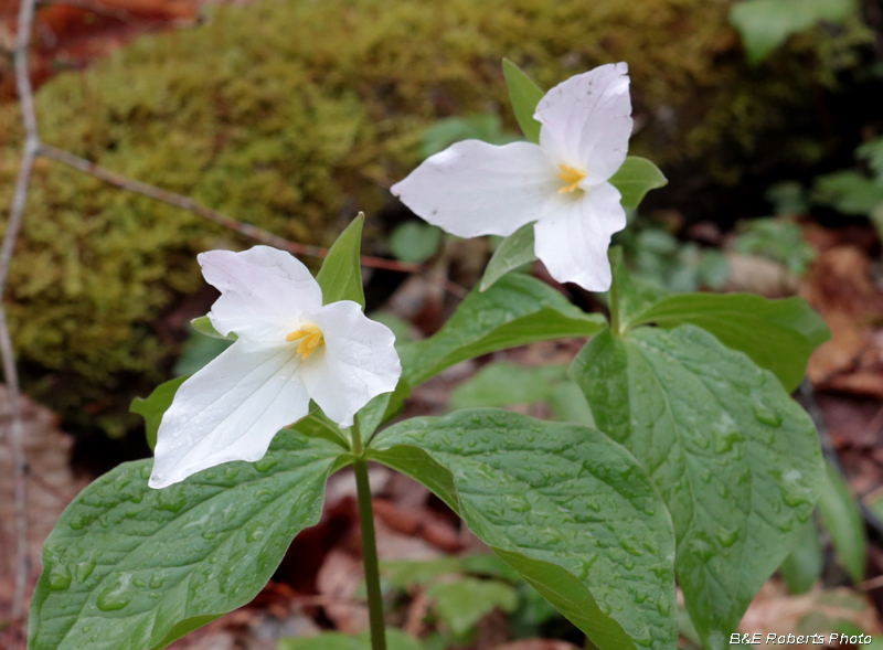 Trillium_grandiflorum