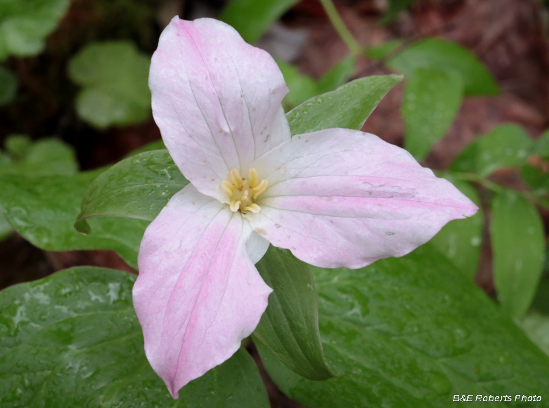 Trillium_grandiflorum