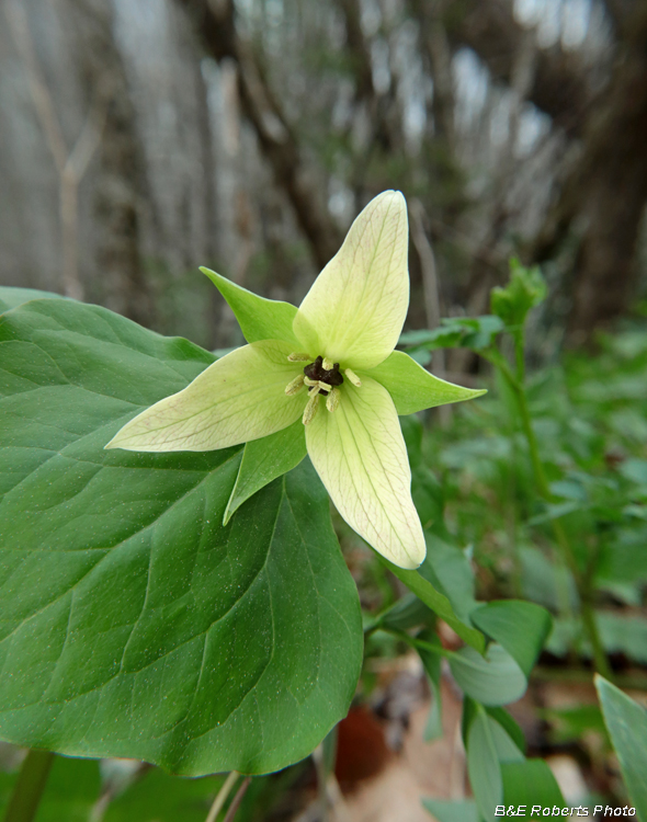 Trillium_erectum