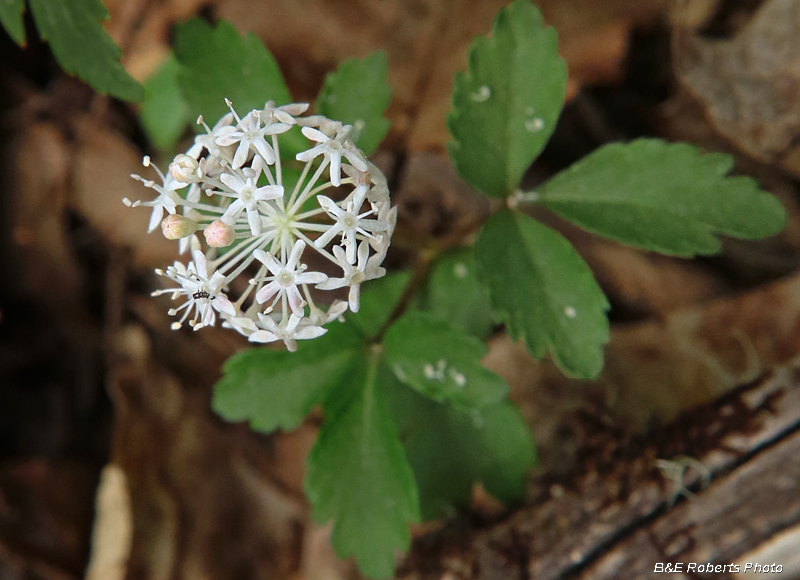 Dwarf_Ginseng