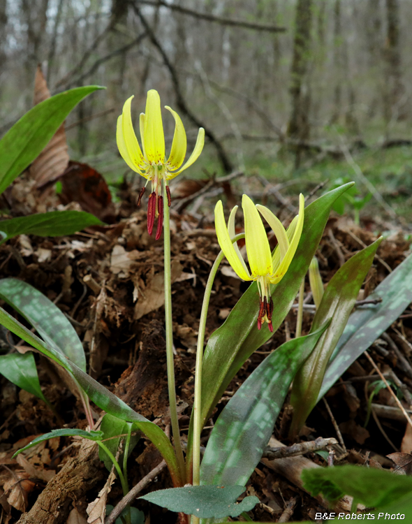 Trout_Lilies