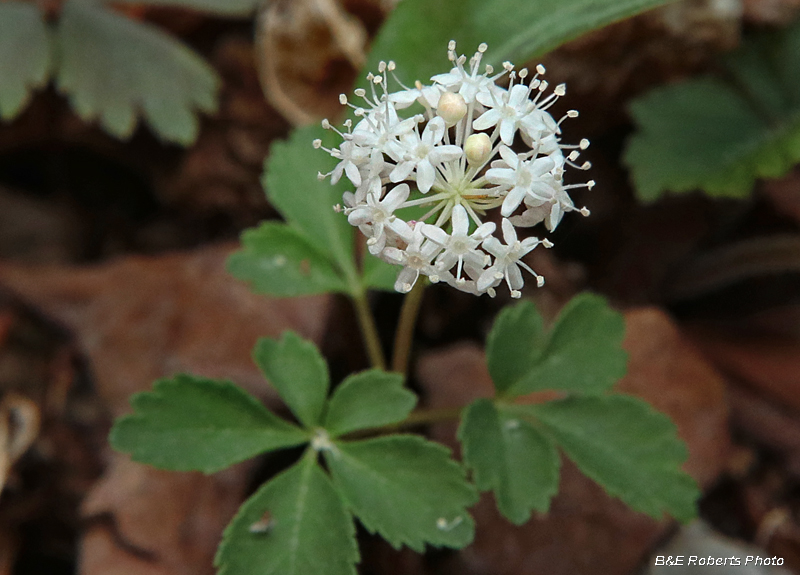 Dwarf_Ginseng