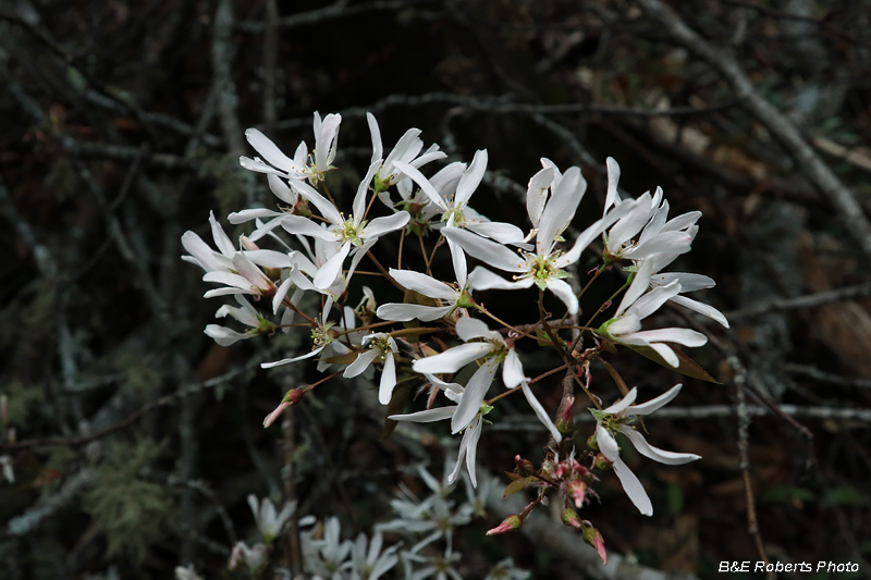 Serviceberry_flowers