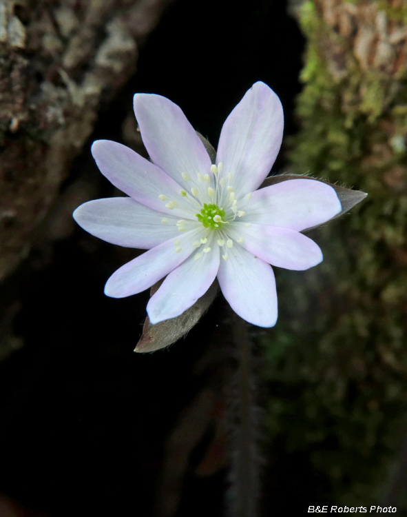 Hepatica