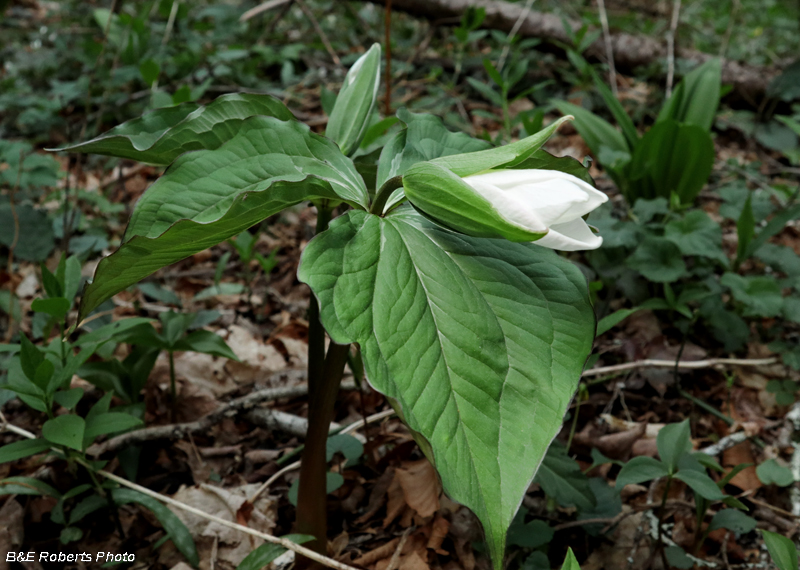 Trillium