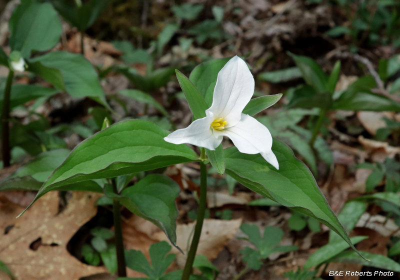 Trillium_grandiflorum