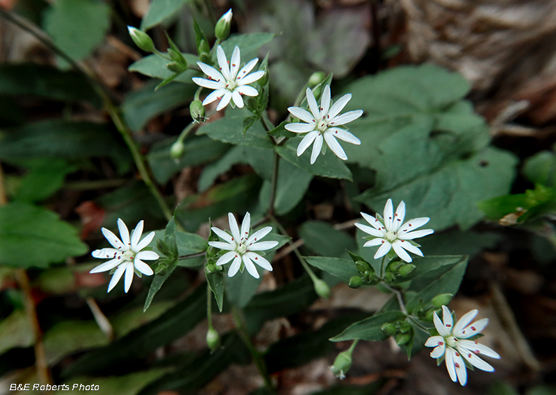 Chickweed