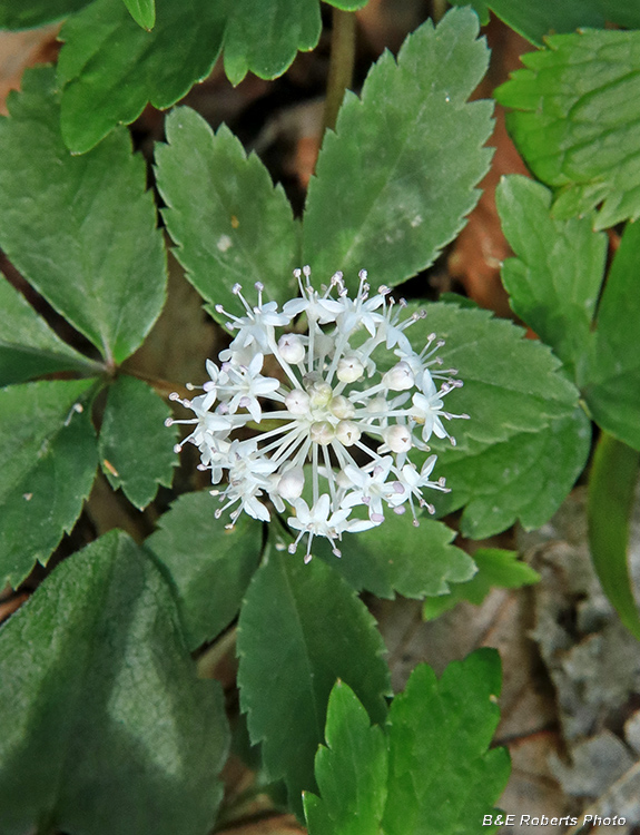 Dwarf_Ginseng