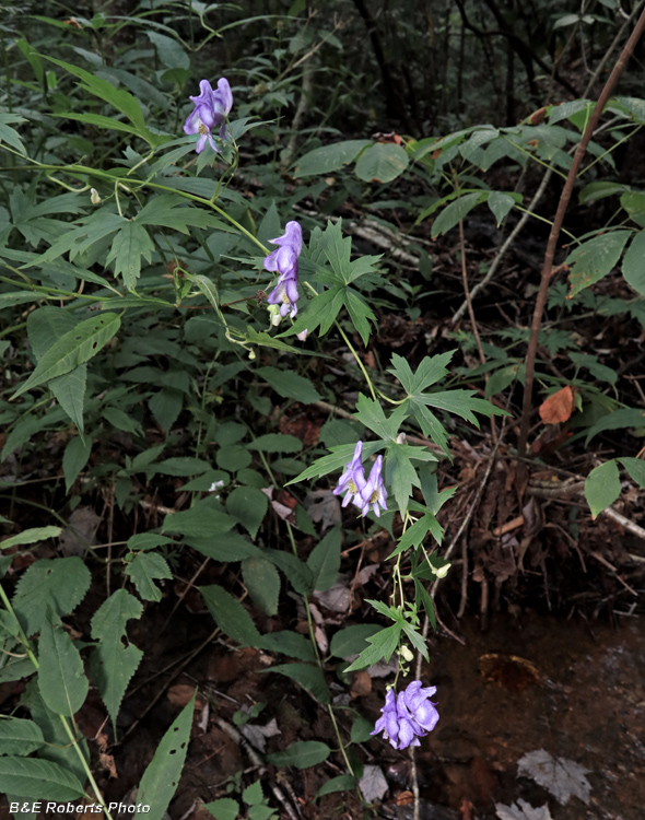 Monkshood