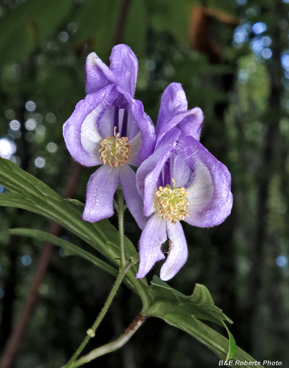 Monkshood