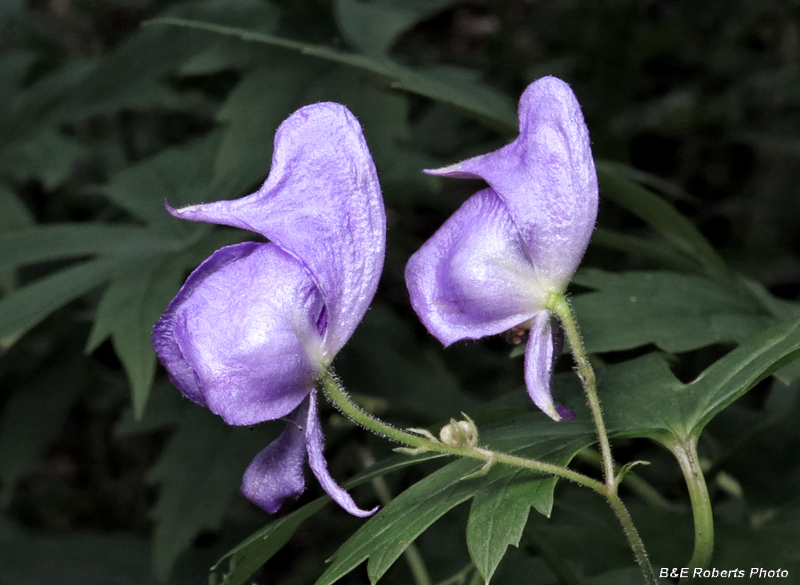 Monkshood