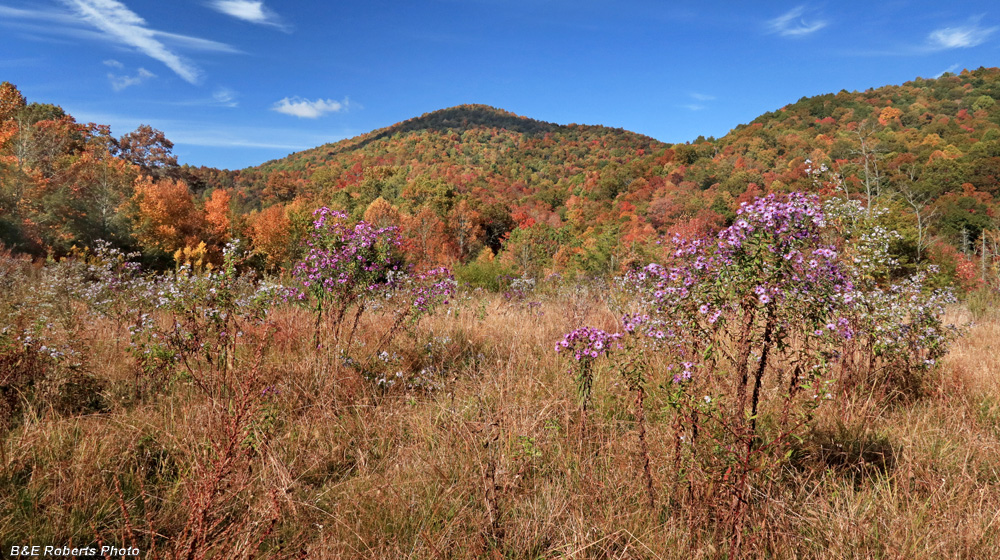 Asters_foliage