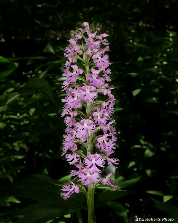 Platanthera_psycodes