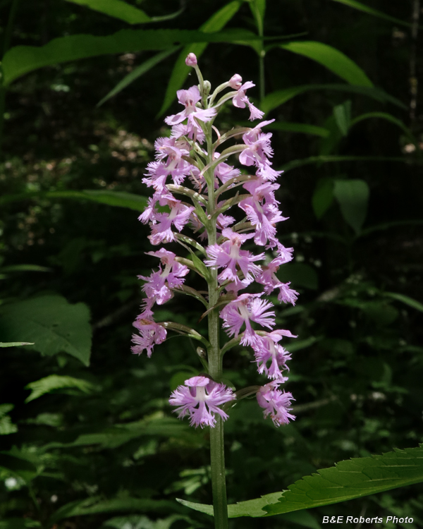 Platanthera_psycodes