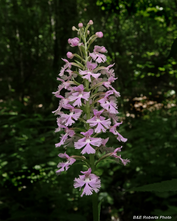 Platanthera_psycodes