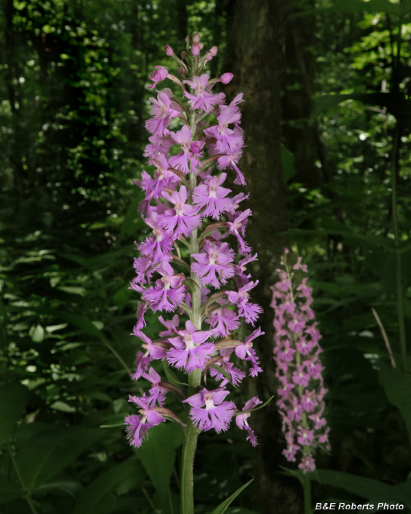 Platanthera_psycodes