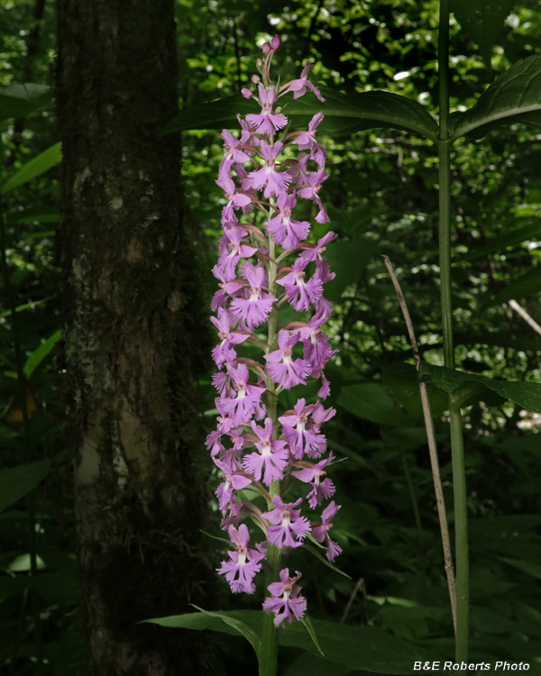 Platanthera_psycodes