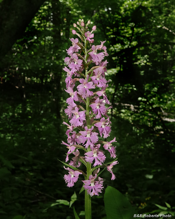 Platanthera_psycodes