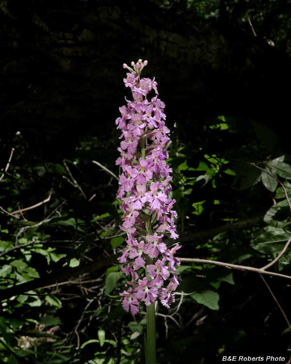 Platanthera_psycodes