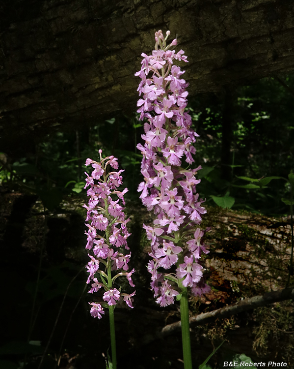 Platanthera_psycodes