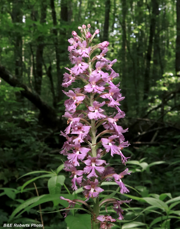 Platanthera_psycodes