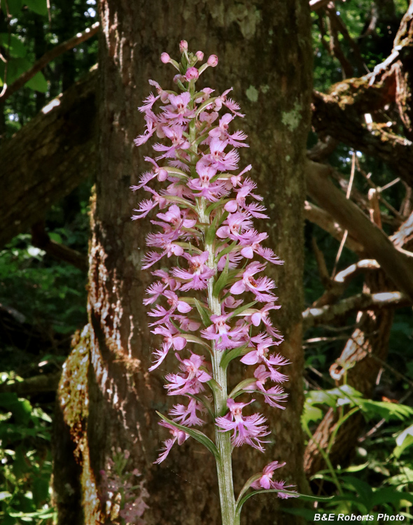 Platanthera_psycodes