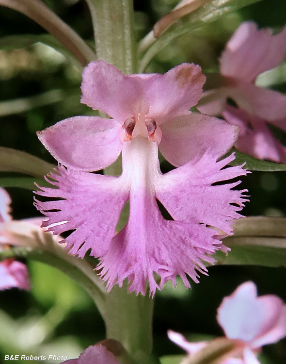 Platanthera_psycodes