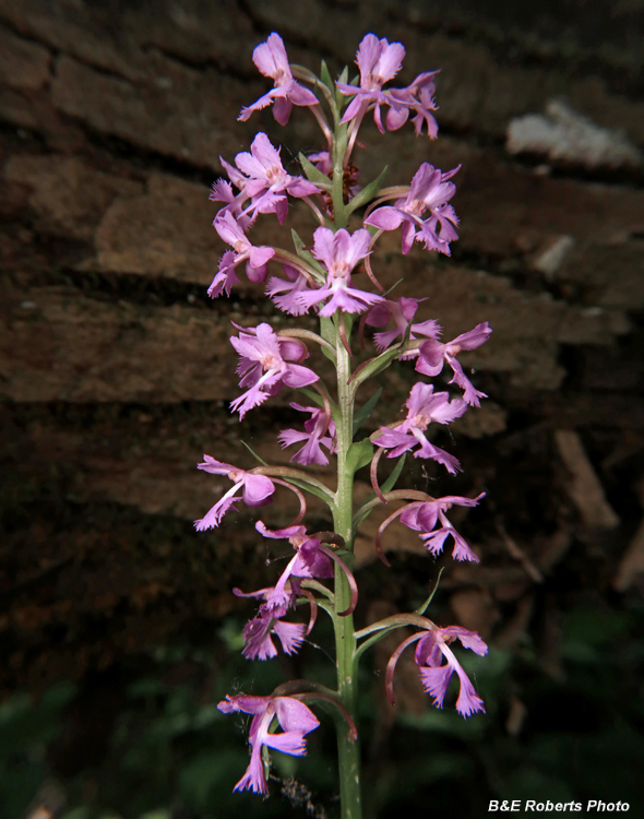 Platanthera_psycodes